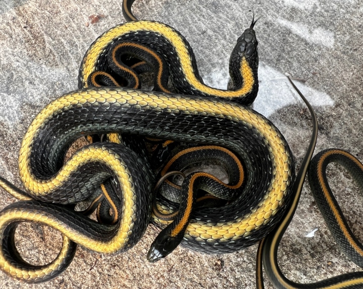 Santa Cruz Garter Snakes